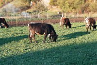 /album/matiasovce/imm015-17a-jpg/